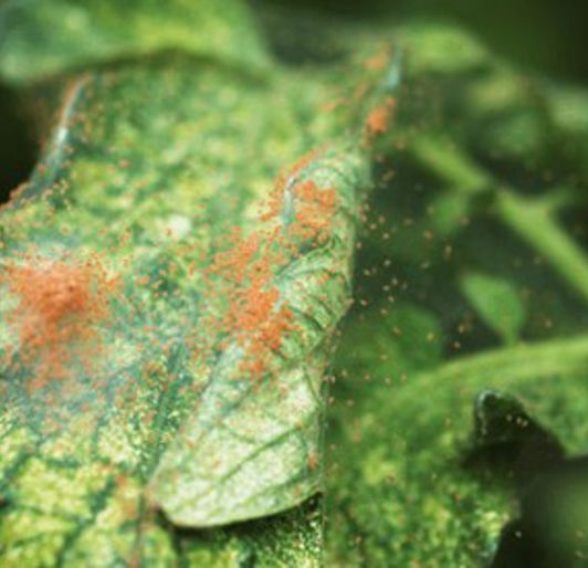 Spider Mites On Plants